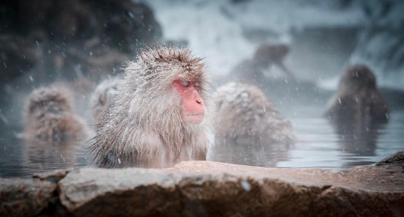 Japanese Sonw Monkeys Nagano