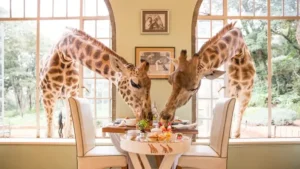 Sydney-Giraffe-Breakfast.webp