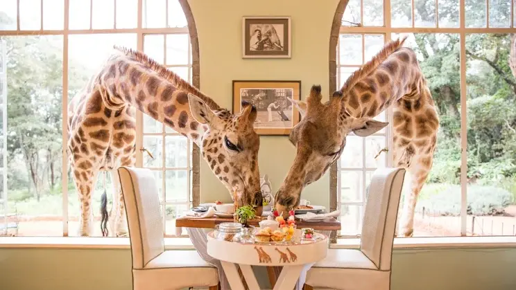 Sydney-Giraffe-Breakfast.webp