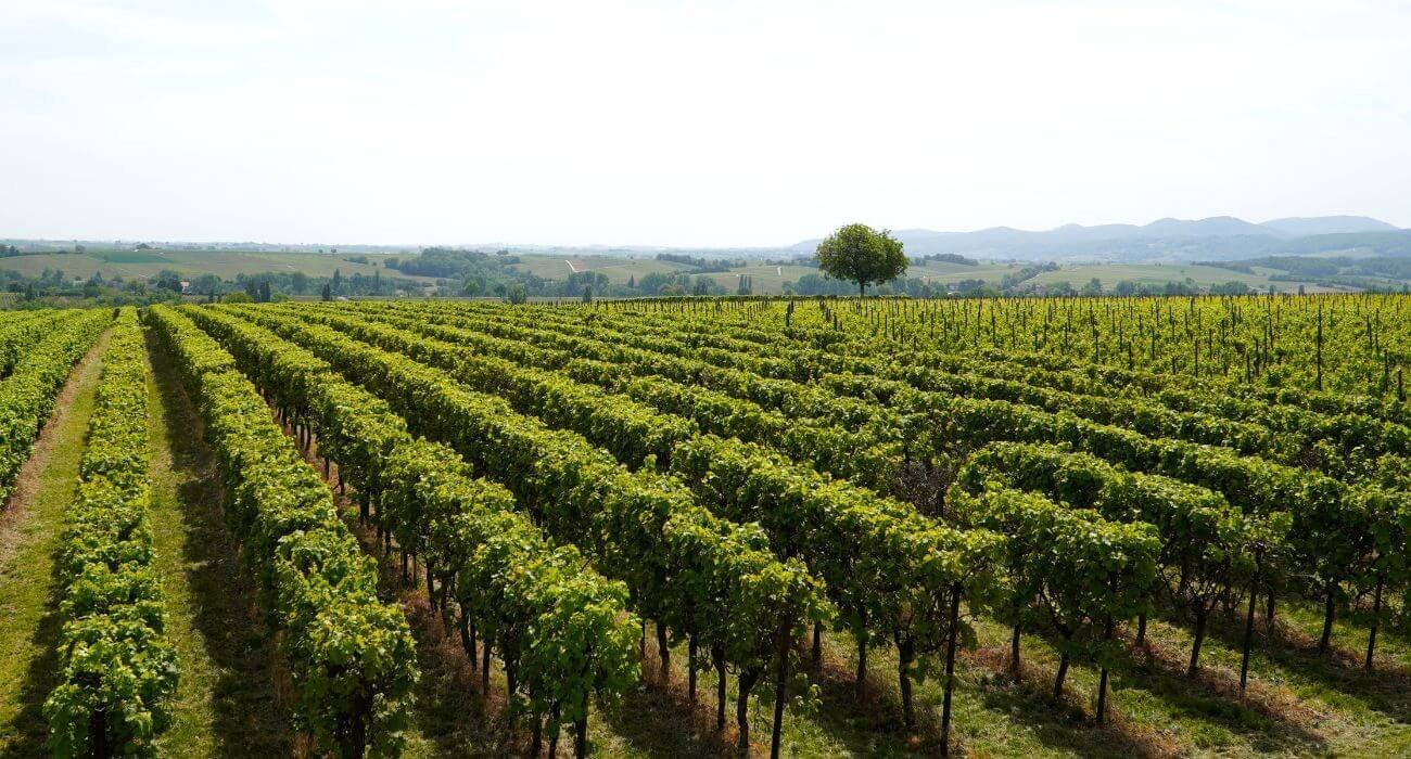 Experience Gifts for Wine Lovers