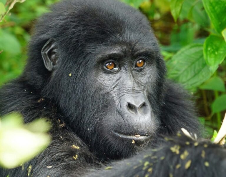 chimpansee-encounter-with-expert.jpg